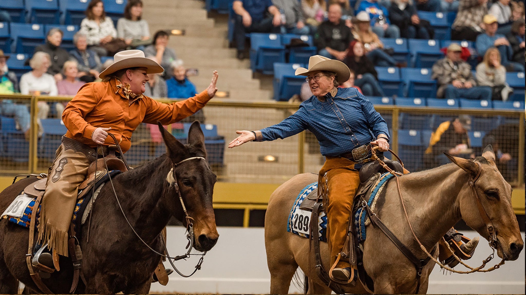 Photo for "Draft Horse Show - Sat. Jan. 23 1pm"